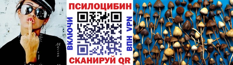 Галлюциногенные грибы Psilocybe Новопавловск